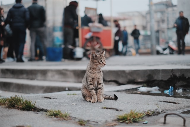 道端で佇む1匹の猫