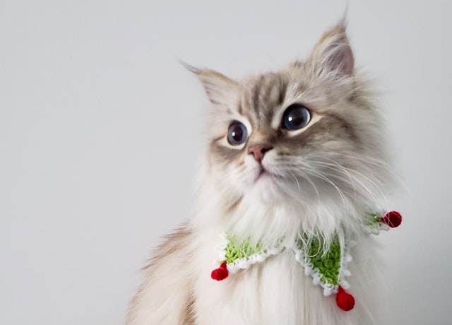 クリスマス用の首輪をした可愛い猫