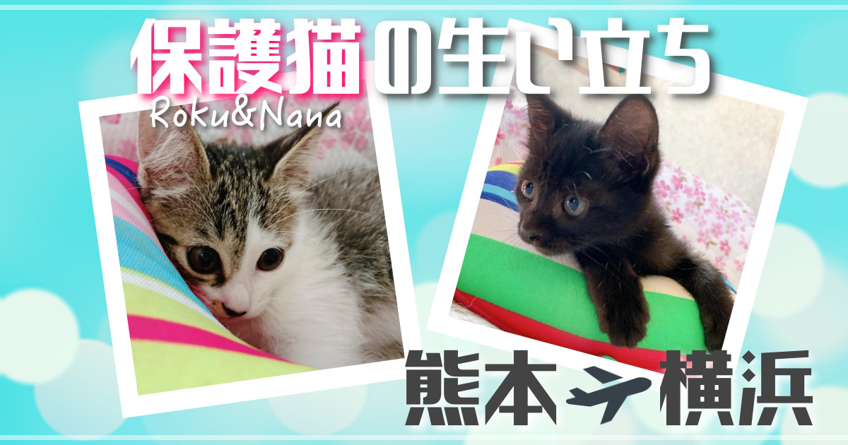 大雨災害で保護された子猫たち｜熊本〜横浜へ｜ななろぐ